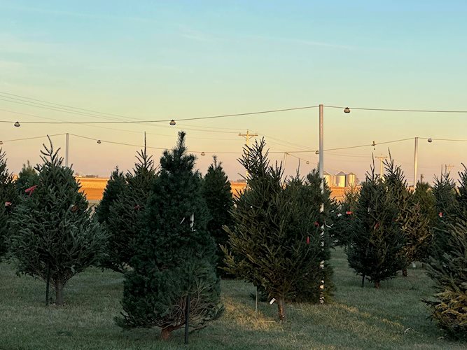 Christmas Trees 2022