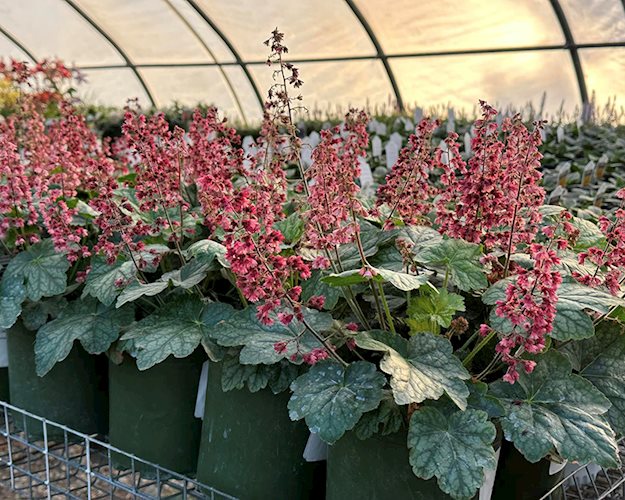 coral bells.jpg