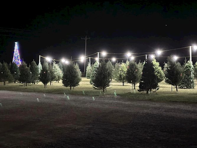 Christmas trees at night 