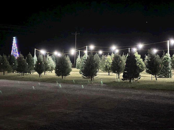 Christmas trees at night