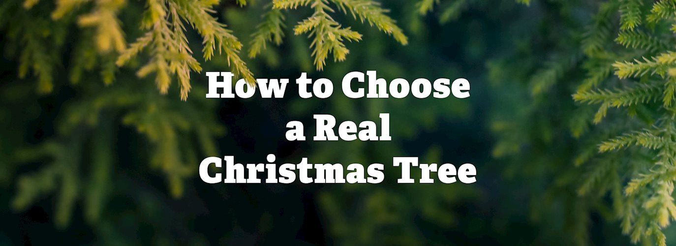 img-blog-christmas-trees-main.jpg