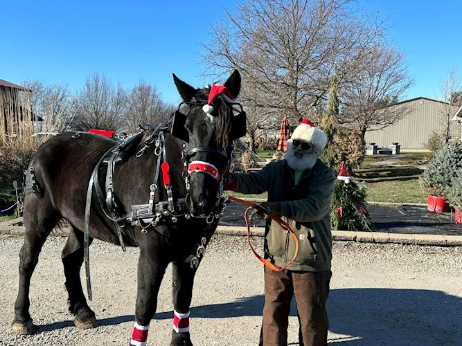 black horse is ready for carriage rides