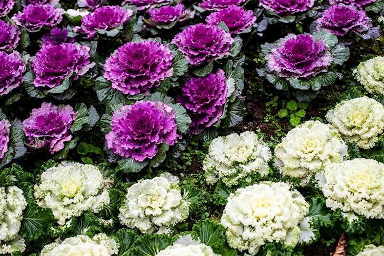 purple and white ornamental cabbages