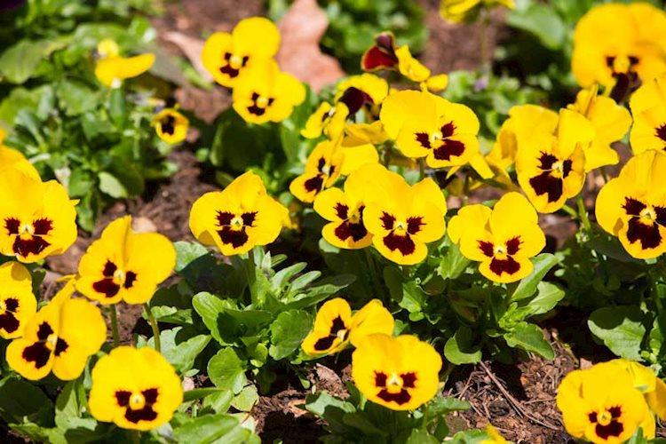 Yellow pansies