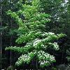 trees (Cornus kousa)