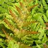 perennials (Dryopteris erythrosora)