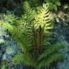 perennials (Osmunda cinnamomea)