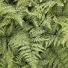 perennials (Athyrium)