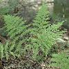 perennials (Athyrium filix-femina)