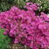 shrubs (Azalea)