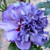 shrubs (Hibiscus Syriacus)