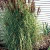 perennials (Miscanthus Sinensis)