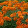 perennials (Asclepias tuberosa)