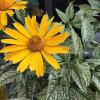 perennials (Heliopsis helianthoides)