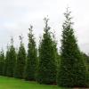 trees (Thuja plicata)