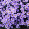 perennials (Aster X Dumosus)