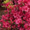 shrubs (Azalea)