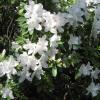 shrubs (Azalea)