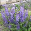 perennials (Baptisia)