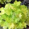 perennials (Heuchera)