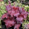 perennials (Heuchera)