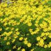 perennials (Coreopsis verticillata)