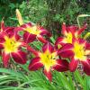 perennials (Hemerocallis)