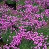 perennials (Dianthus gratianopolitanus)