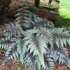 perennials (Athyrium Niponicum)