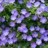 perennials (Geranium)