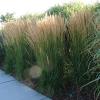 perennials (Calamagrostis)