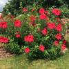 perennials (Hibiscus)