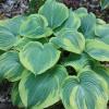 perennials (Hosta)