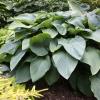 perennials (Hosta 'Empress Wu')