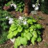 perennials (Hosta)