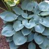 perennials (Hosta)