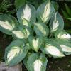 perennials (Hosta)