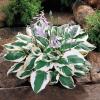 perennials (Hosta)