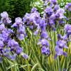 perennials (Iris pallida albo)