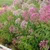 perennials (Eupatorium)