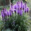 perennials (Liatris spicata)