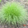 perennials (Sporobolus heterolepis)