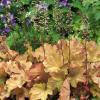 perennials (Heuchera)