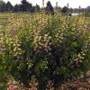 perennials (Baptisia Decadence Deluxe 'Pink Lemonade')