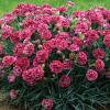 perennials (Dianthus)