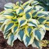 perennials (Hosta Shadowland 'Autumn Frost')