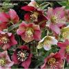 perennials (Helleborus orientalis)