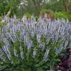 perennials (Salvia nemorosa COLOR SPIRES 'Crystal Blue')