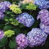 shrubs (Hydrangea macrophylla 'ES14')