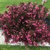 shrubs (Weigela Florida 'Dark Horse')